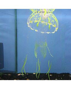 Glow in The Dark Jellyfish Large