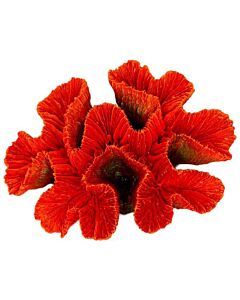 Red Ridge Coral