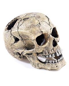 Classic Cracked Skull 2966