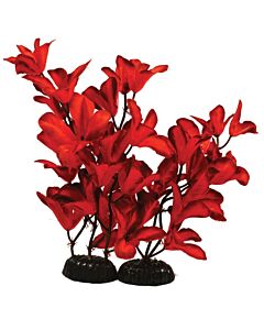 Hugo Kamishi Glandulosa Red Silk 13cm - Aquarium Plant