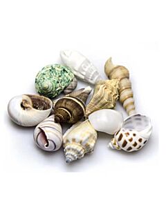 Hobby - Snail Shells Large Set 5