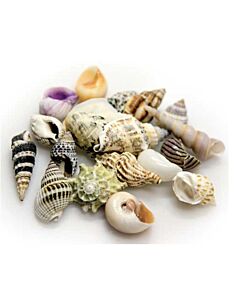 Hobby - Snail Shells Small Set 20