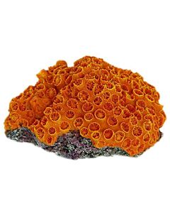 Orange Sun Coral