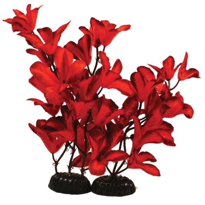 Hugo Kamishi Glandulosa Red Silk - Aquarium Plants