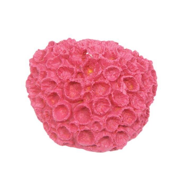 Betta Mini Pink Sun Coral