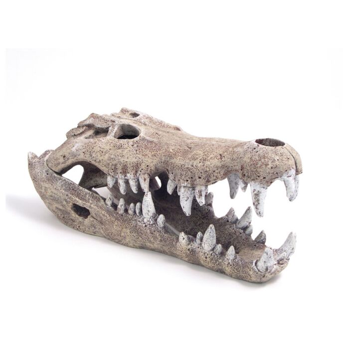 Rosewood Blue Ribbon Nile Crocodile Skull Ornament Large
