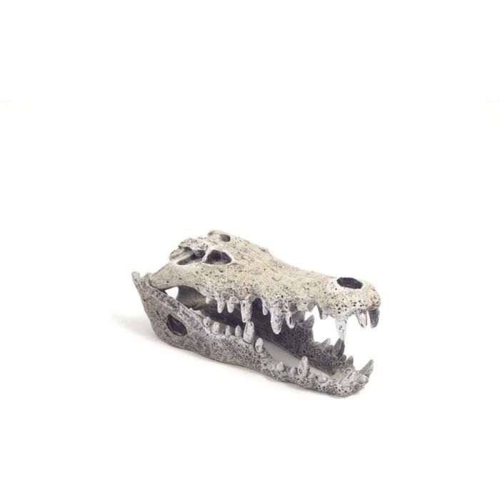 Rosewood Blue Ribbon Nile Crocodile Skull Ornament Small