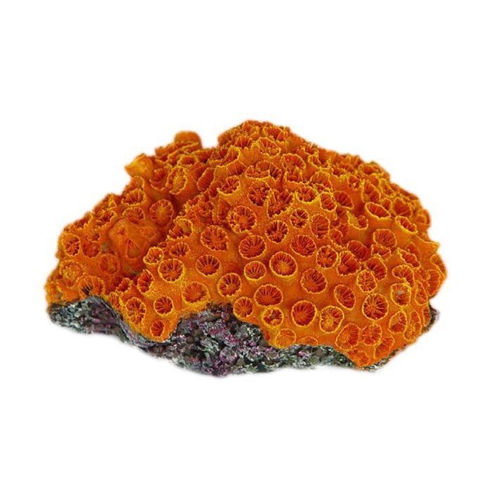 Orange Sun Coral