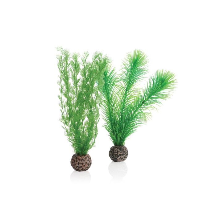 biOrb Green Feather Fern Plants - Small
