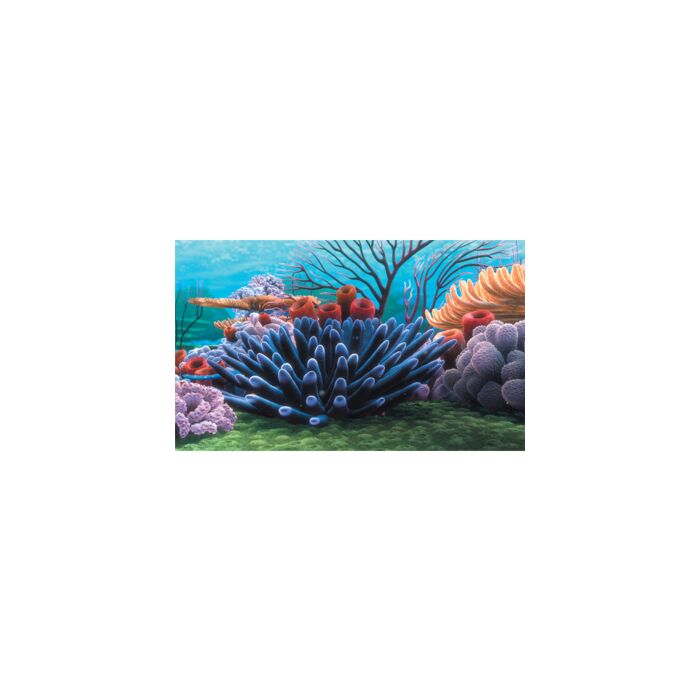 Finding Nemo Coral Reef Aquarium Background 60 x 40cm
