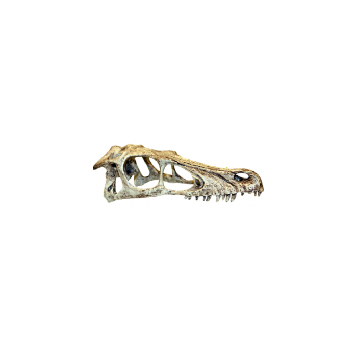 Komodo Raptor Skull Small
