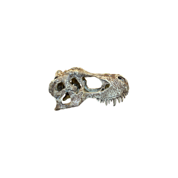 Komodo Raptor Skull Small